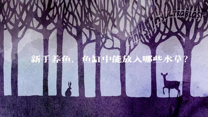 新手养鱼，鱼缸中能放入哪些水草？